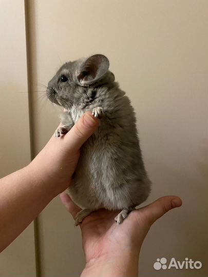 Шиншилла