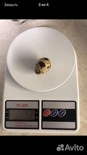 Яйца перепелиные инкубационные