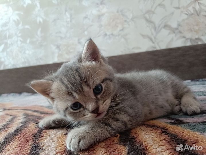 Британские котята