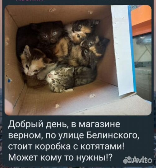 Котята ищут дом