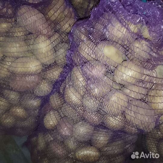 Продам картофель домашний