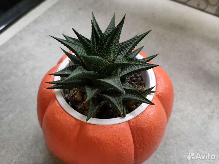 Суккуленты