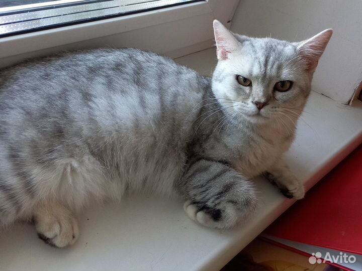 Шотландские мишутки