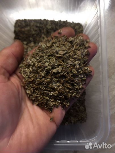Семена укропа