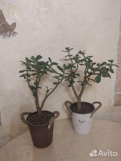 Толстянка крассула Денежное дерево