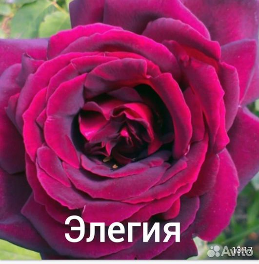 Кустовые розы саженцы