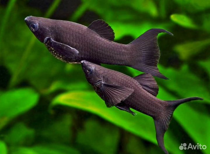 Рыбки + Корм для рыбок