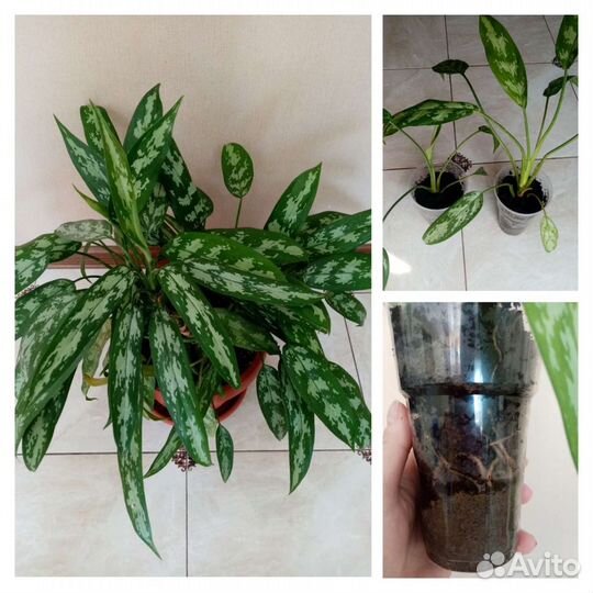 Комнатные растения. Аглаонема