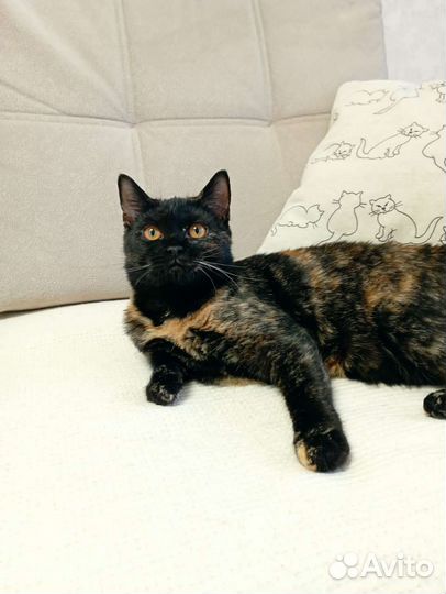 Котенок Лия девочка метис шотландки 10мес привита