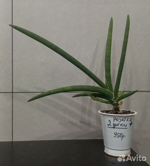 Огромная Сансевиерия Lavlanos