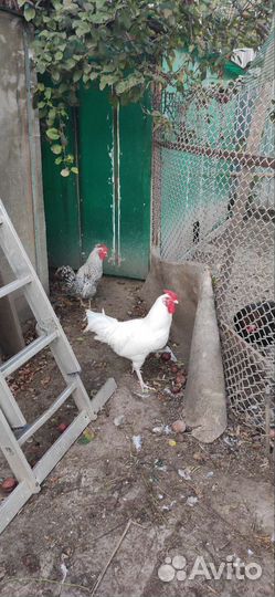 Куры петухи