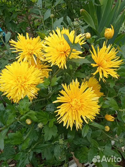 Продаю хризантемы на срезку