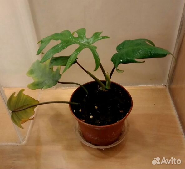 Филодендрон, сциндапсус, сингониум