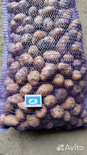 Семенной картофель гала Оптом