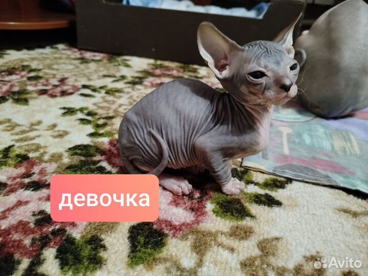Канадский сфинкс котята