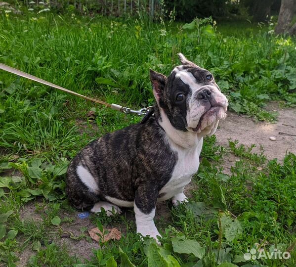 Собаки щенки