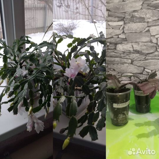 Комнатные растения цветы