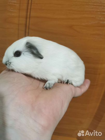 Морские свинки california