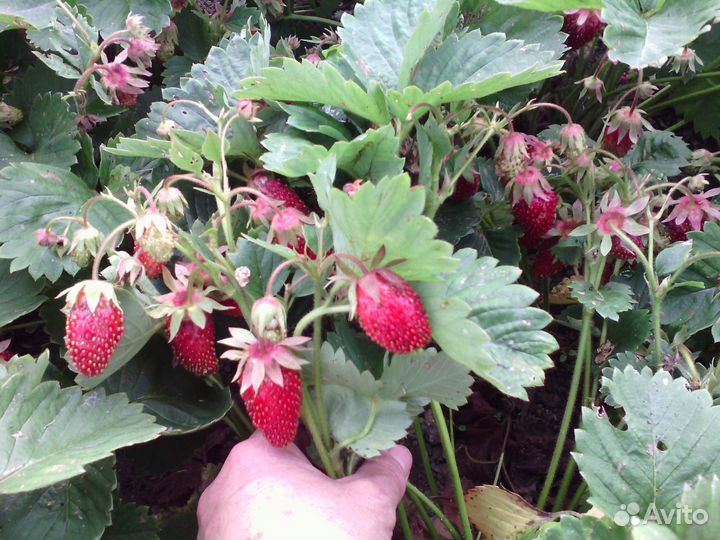 Саженцы клубники