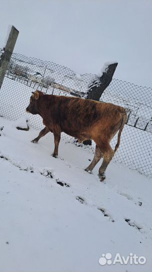 Продажа крс