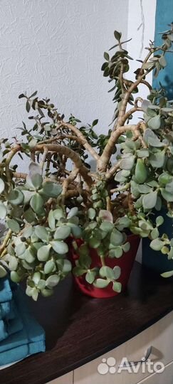 Толстянка (денежное дерево)