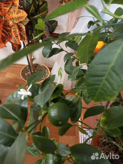 Каламондин (укоренённые черенки)