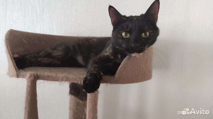 Стерилизованная кошка в добрые руки