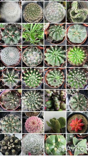 Астрофитумы гимнокалицыумы цветущие кактусы