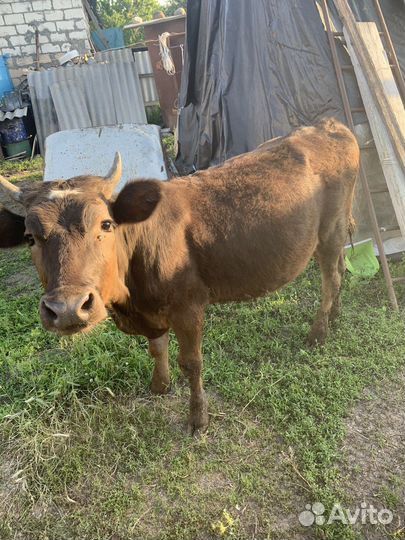 Телка 1 год