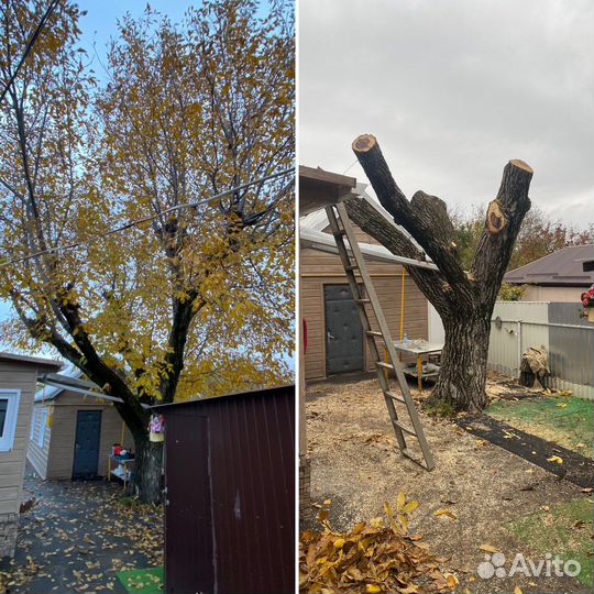 Спил деревьев