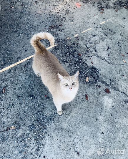 Котик в добрые руки