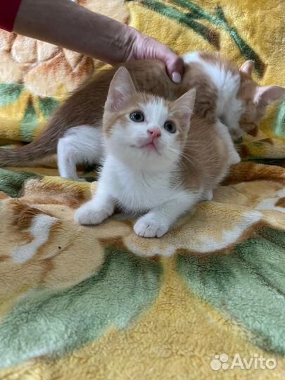 Рыжие котята ищут дом