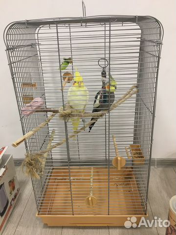 Попугай корелла ручной