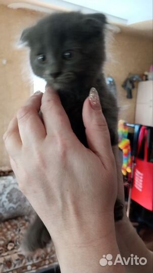 Котятки