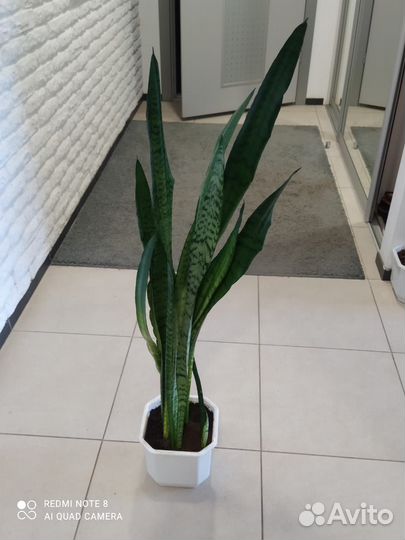 Сансевиерия (щучий хвост)