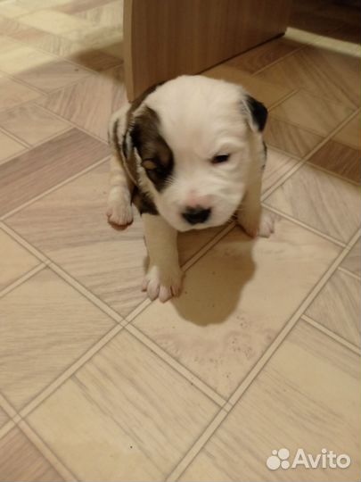 Щенки амстаффа