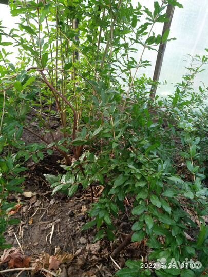 Саженцы винограда,малины,гр.ореха,черенки инжира