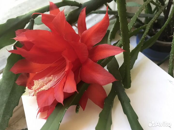 Комнатные цветы