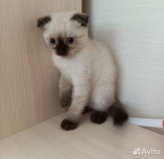 Шотландский котенок