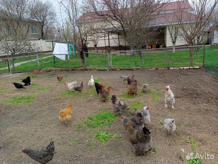 Яйца инкубационные