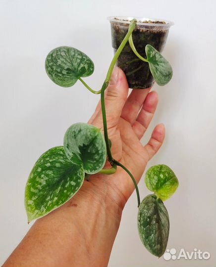 Филодендрон, эпипремнум