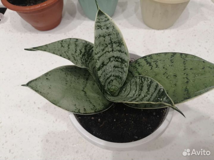 Сансевиерия ханни Крем