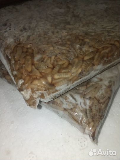 Опарыш зомарожени