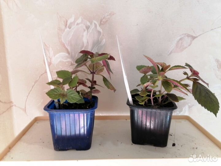 Фуксия сортовая, ахименес, циссус