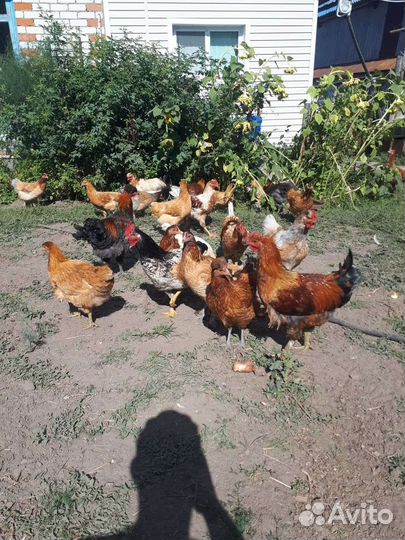 Куры несушки