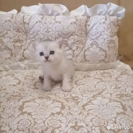 Шотландская шиншилла