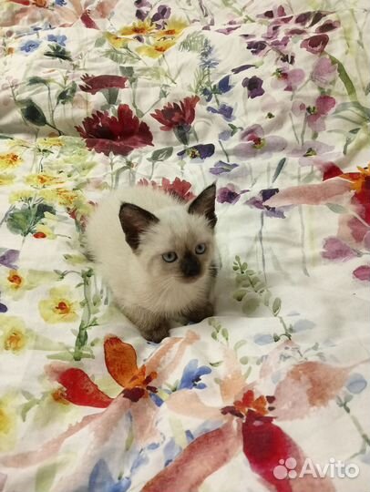 Тайская кошечка