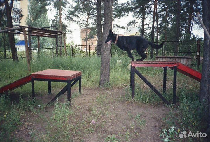 Дрессировка собак