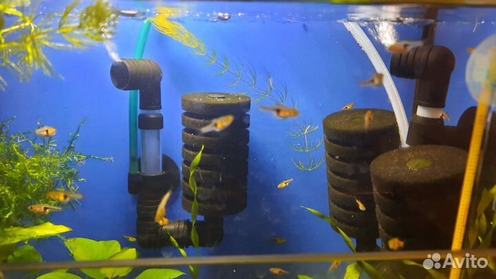 Рыбки Расбора Эспей