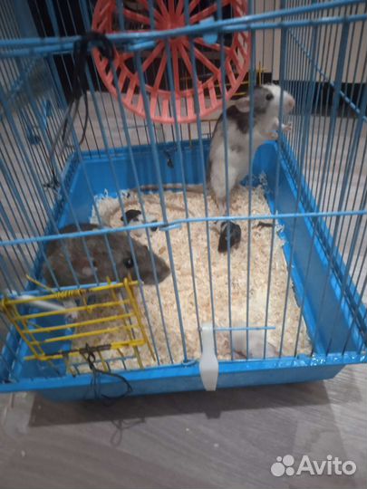 Джунгарский хомяк с клеткой